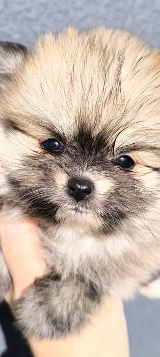 Spitz anão.Lulu da Pomerânia. Menina Mini com LOP e Afixo