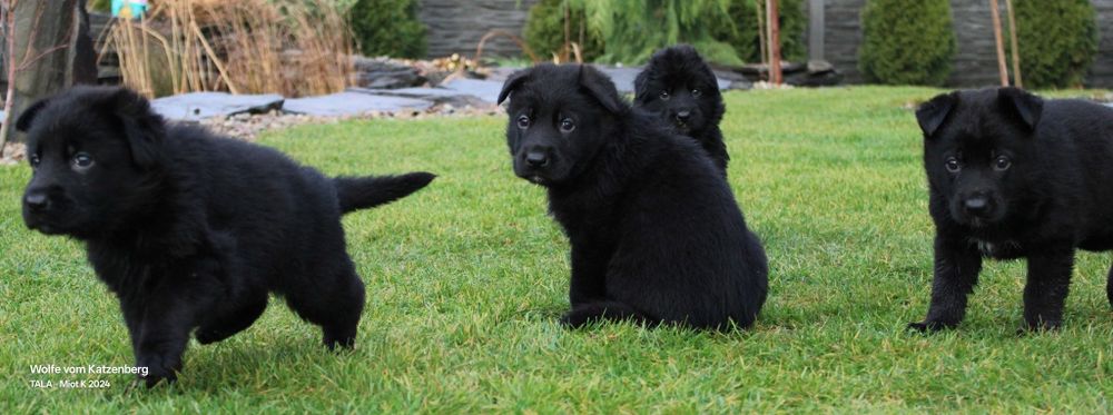 Owczarek niemiecki krótkowłosy szczeniak ojciec Mistrz świata Junior