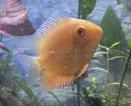 Pielęgnice Severum (Heros efasciatus)