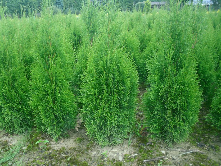 Tuja szmaragd wysokość 100 120 cm