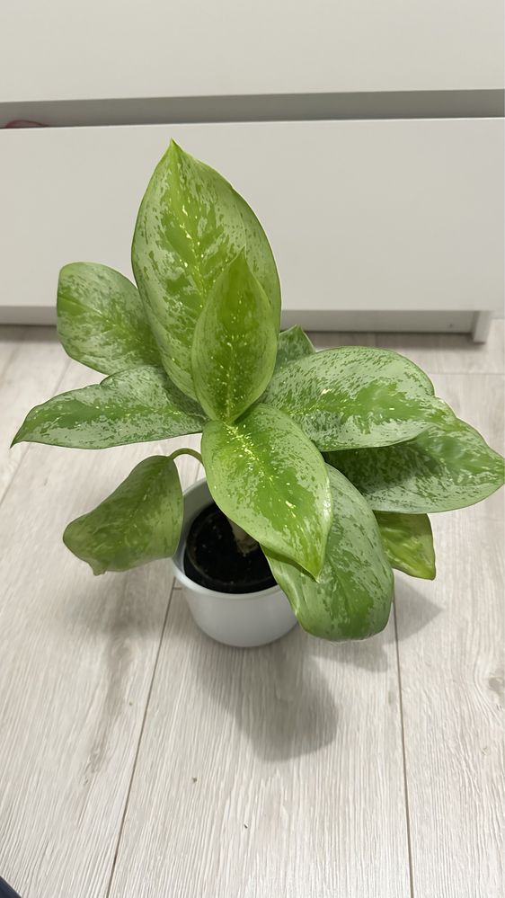 Aglaonema Key Lime