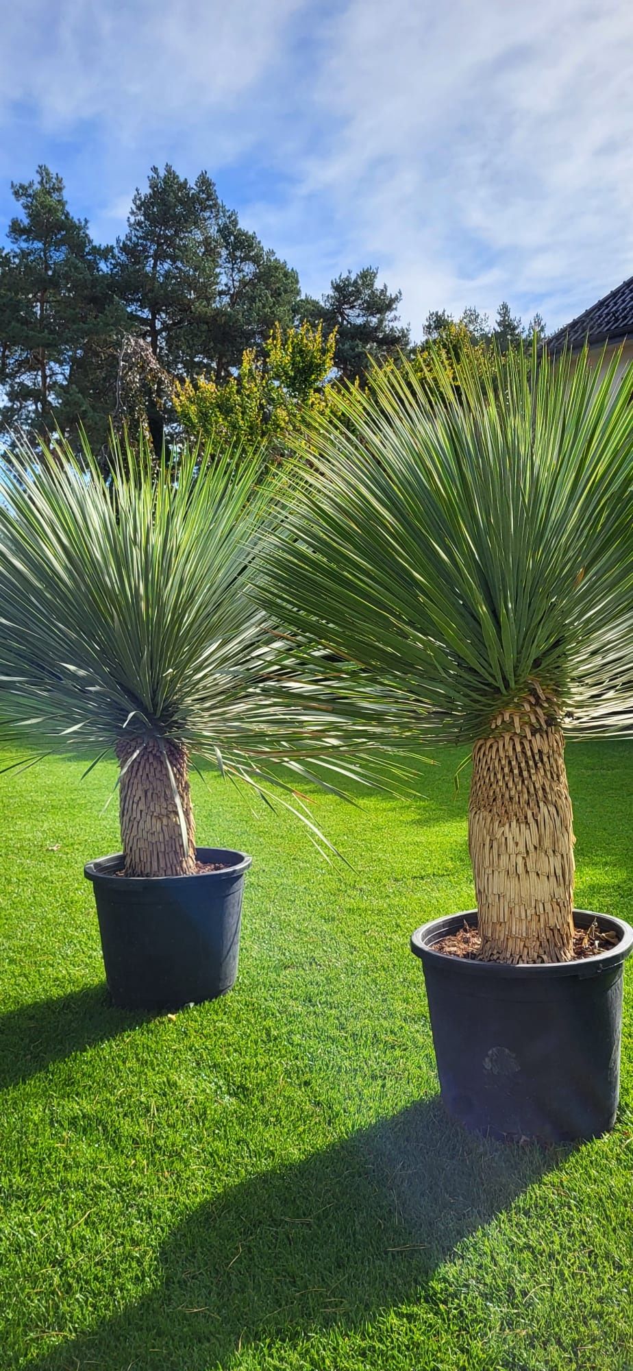 Yucca rostrata.  Rigida. Filifera. Fortunei.