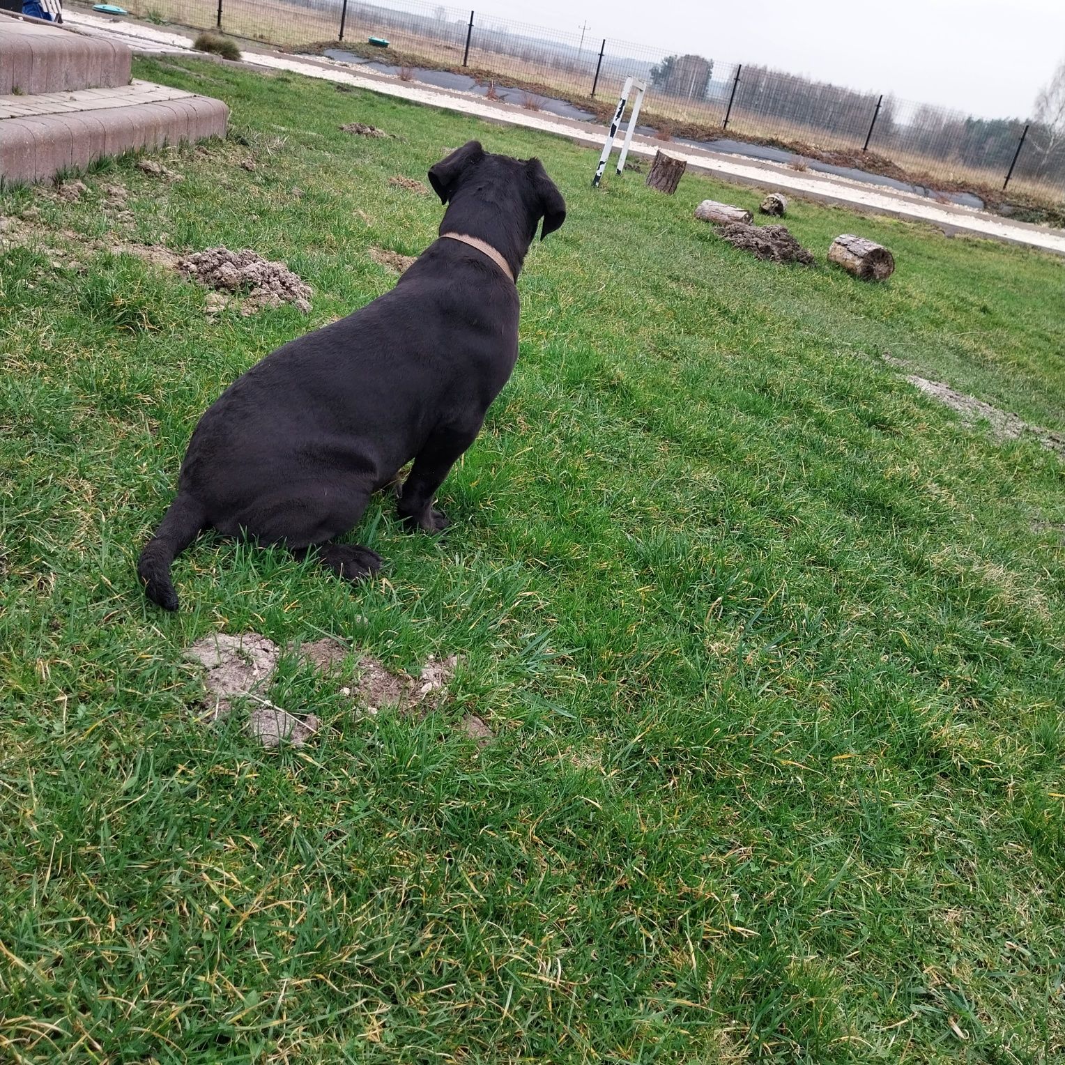 Suczka czarna cane corso