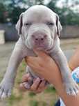 Amerykanski Pitbull Terrier