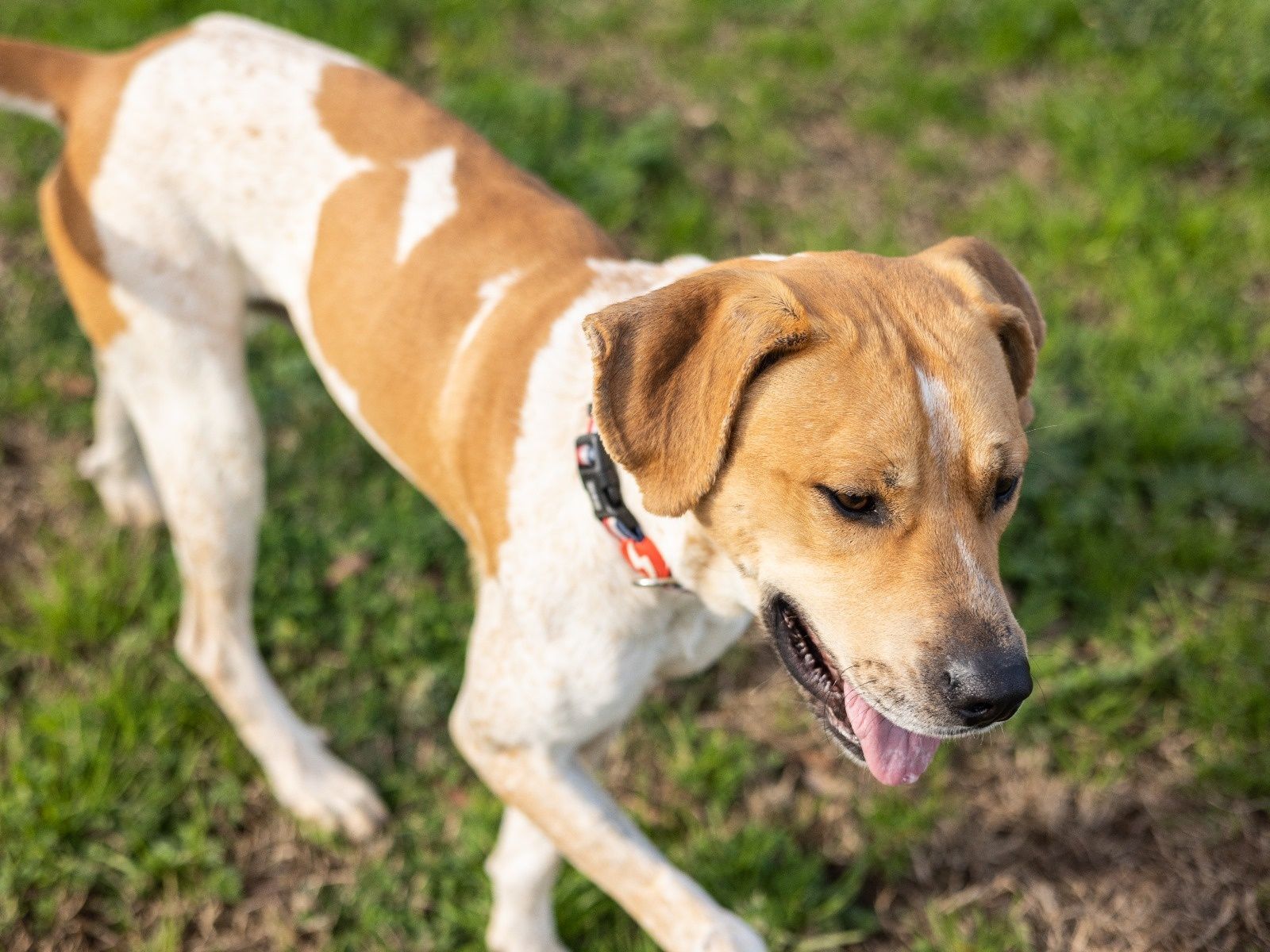 O melhor cão do mundo para adoção responsável