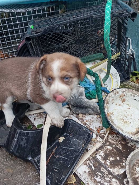 Дівчинка -веселушка красуня
