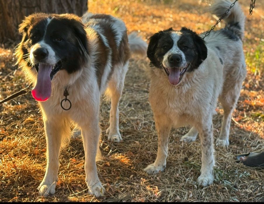 Продам щенков московской сторожевой