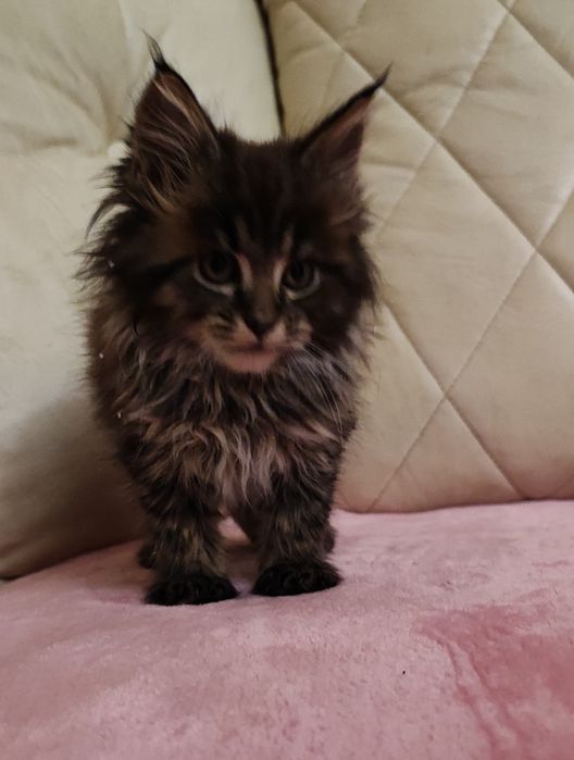 Maine Coon dziewczka 1600zl