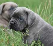 CANE CORSO śliczny piesek! Hodowla ZKwP/FCI