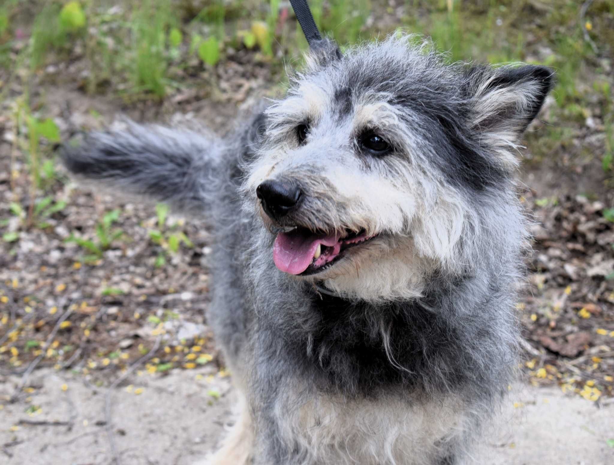 Gizmo – pies, który wciąż czeka...