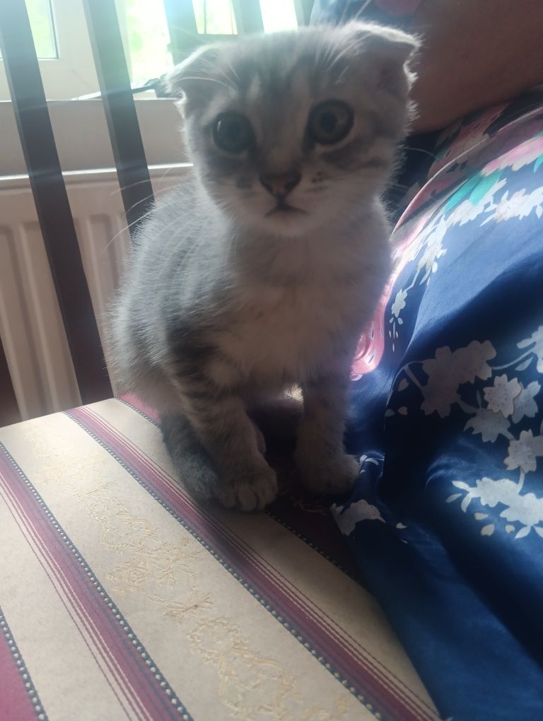 Котенок вислоухий