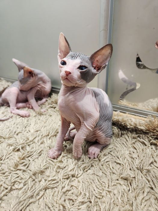Котята Донский сфинкс