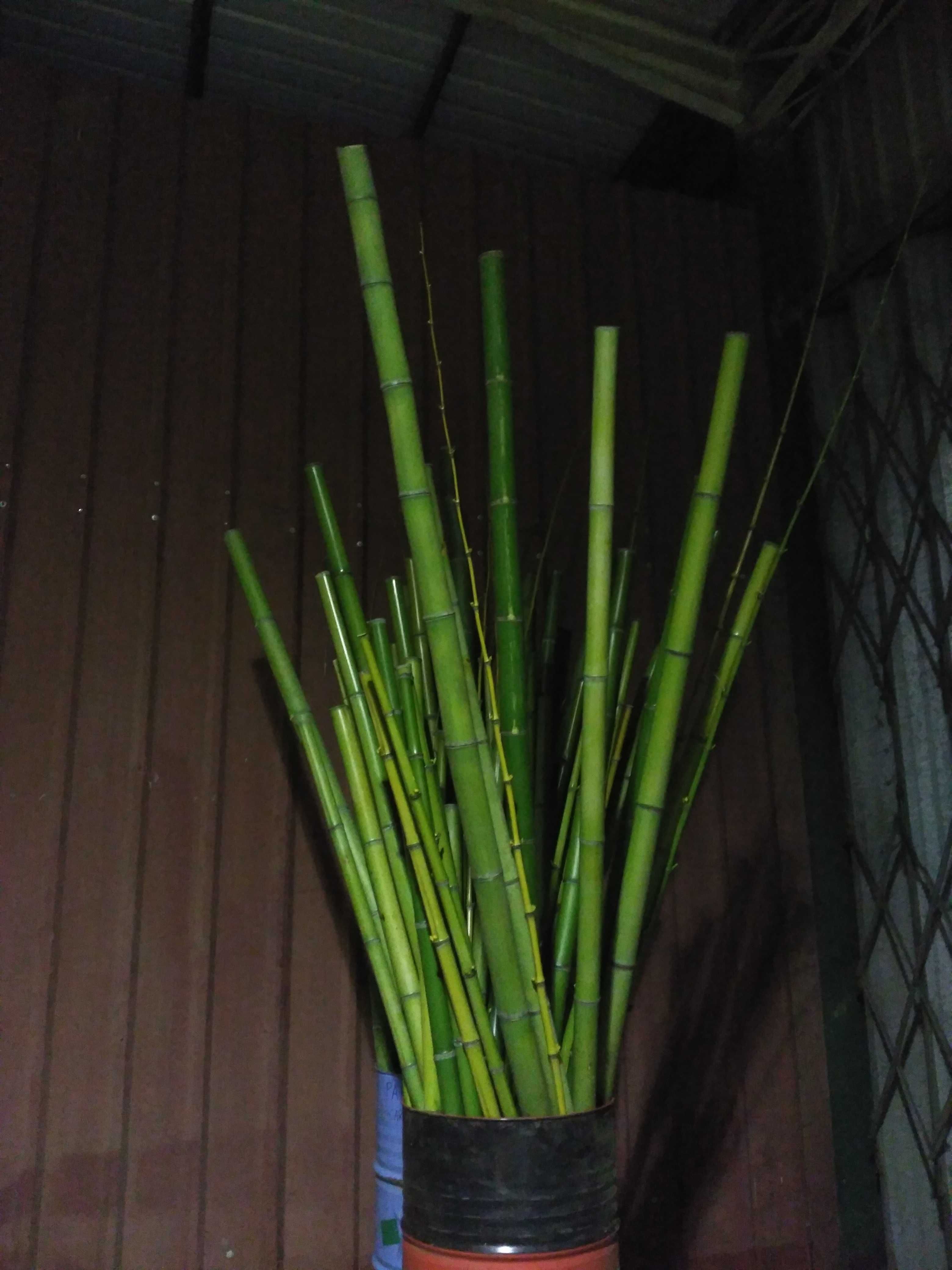 Bambú tratado e cortado à medida