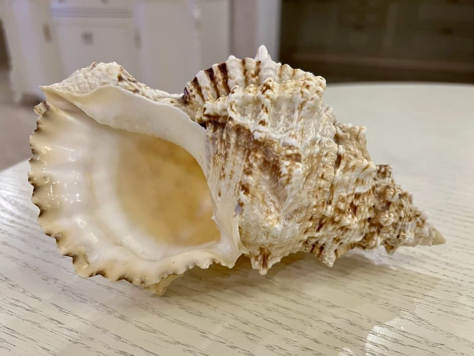 Морские ракушки большие и средние