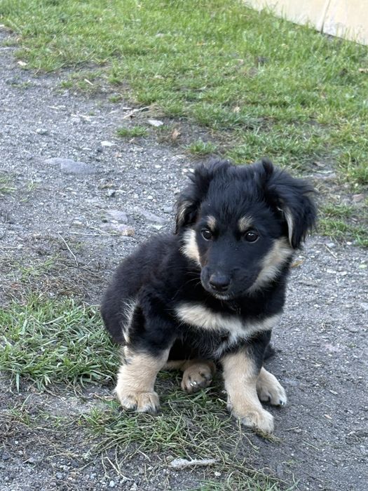 szczeniaki na oddanie