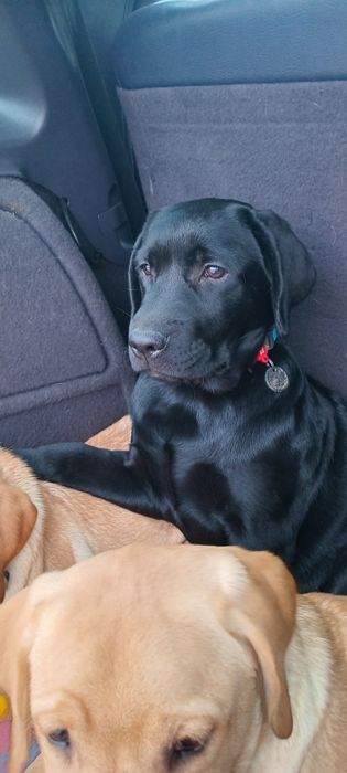 Найкраща дівчинка Амеліанка  КСУ