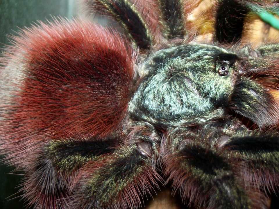 Caribena versicolor L5 pająk ptasznik i dużo innych