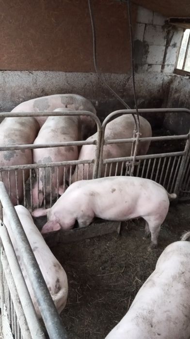 Свині продаються