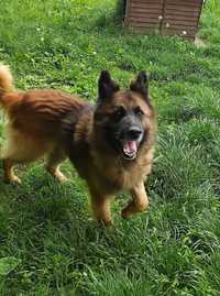 Bond - pies w typie owczarka szuka domu wilczur owczarek niemiecki