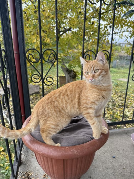 Кошенята шукають дім!
