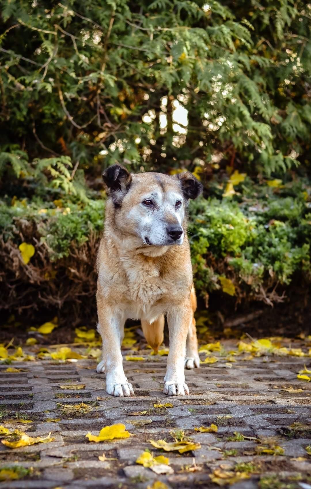 Spokojna, cichutka babunia szuka Domu na jesień życia.