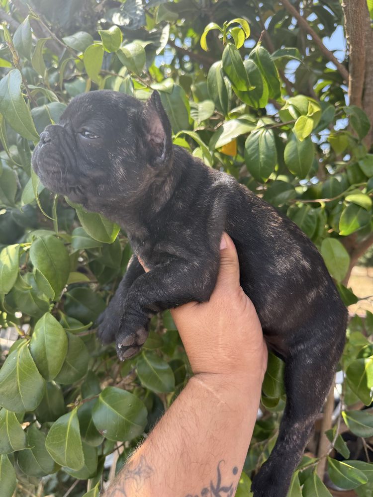 Buldogue Frances Menino