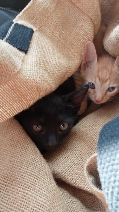 Gatinho preto para doação