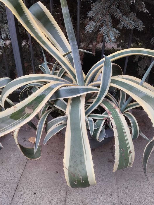 Кактус сукуленти