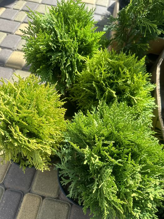 Гарні кущіки Міріам Даніка