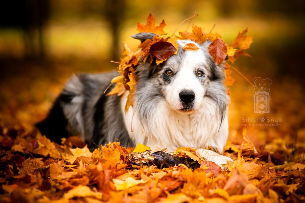 Fotograf psów! Wrocław fotograf sesja zdjęciowa