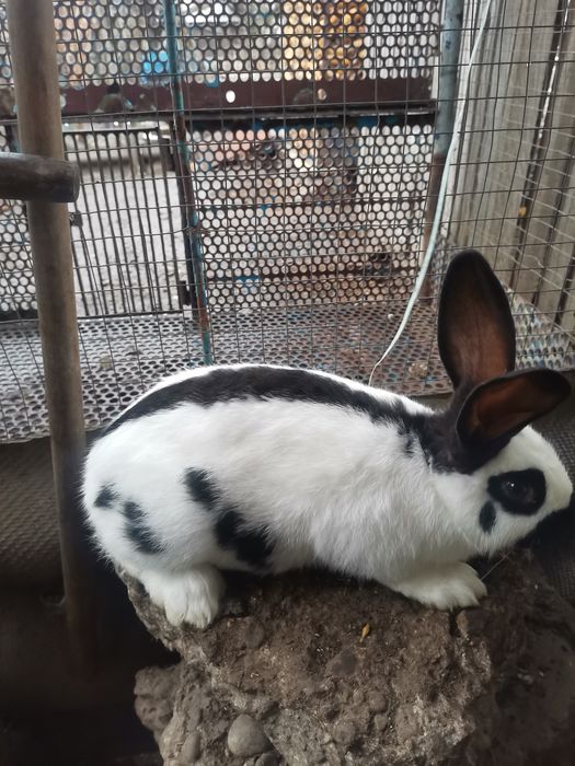 Кролі кролики строкач