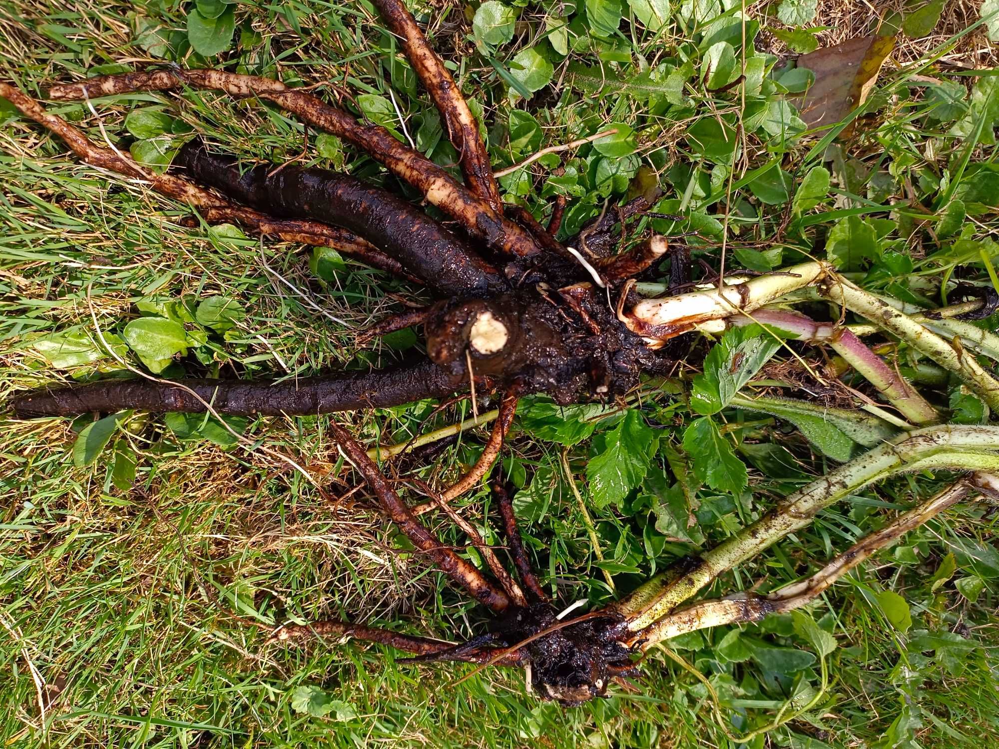 Korzeń żywokostu wszechstronne zastosowanie