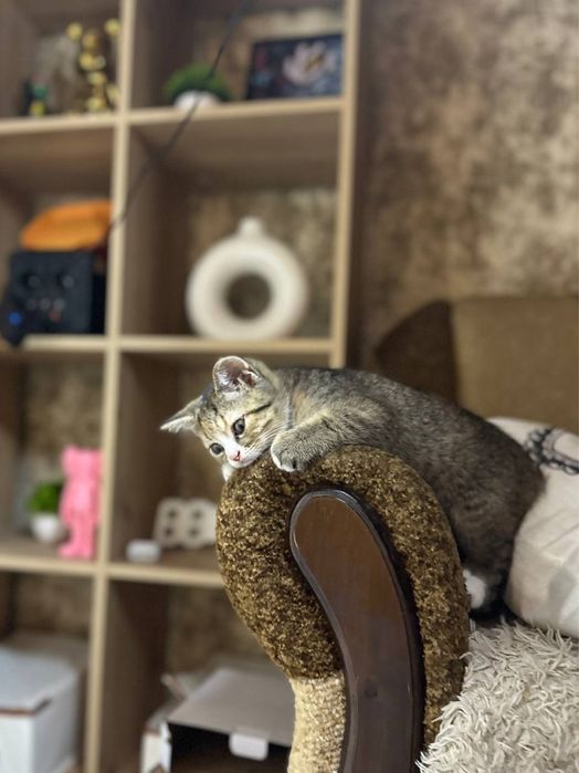 Кошеня ( віддаю у добрі руки)