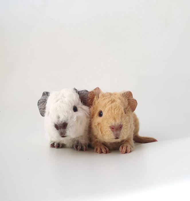 Swinki morskie  rasy Us Teddy