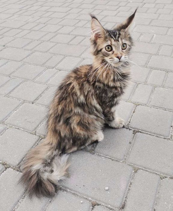 Кошенята Мейн-кун