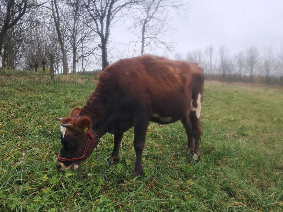 Jałówka,krowa Jersey