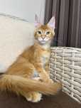 Goodwin-kocurek Maine Coon