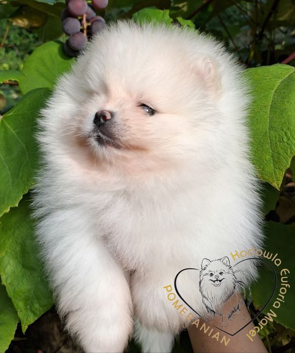 Pomeranian szpic miniaturowy