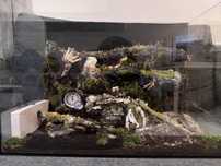 Formiakarium dla mrówek + mrówki harpegnathos venator