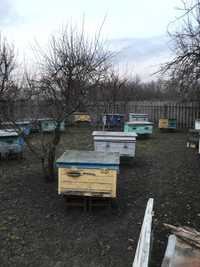 Продам бджоло сім‘ї з вуликами