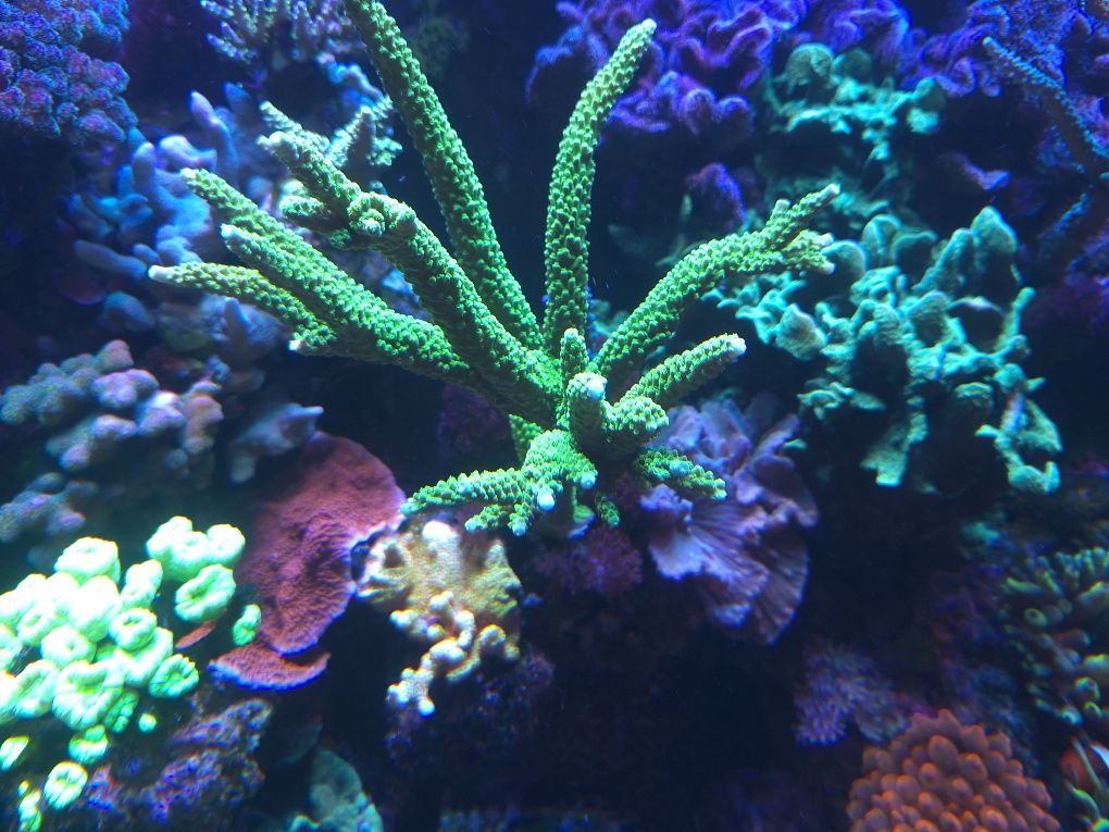 Acropora zielona fluo