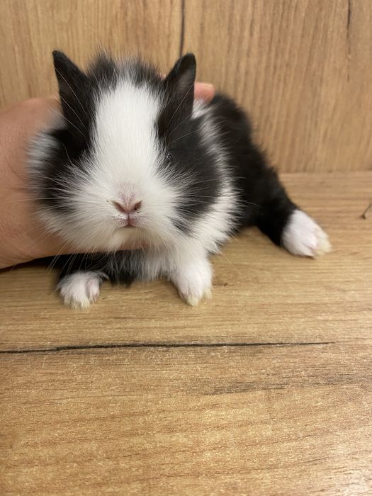 Królik karzełek miniaturka jak teddy puchaty czarno biały zooanimals