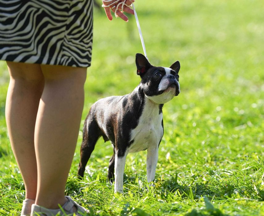 Boston Terrier - Planowane Mioty- Listopad 2025- ZKwP/FCI o/Wrocław