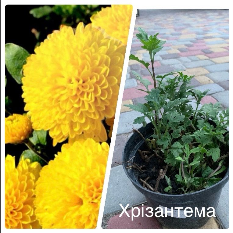 Садові та кімнатні квіти