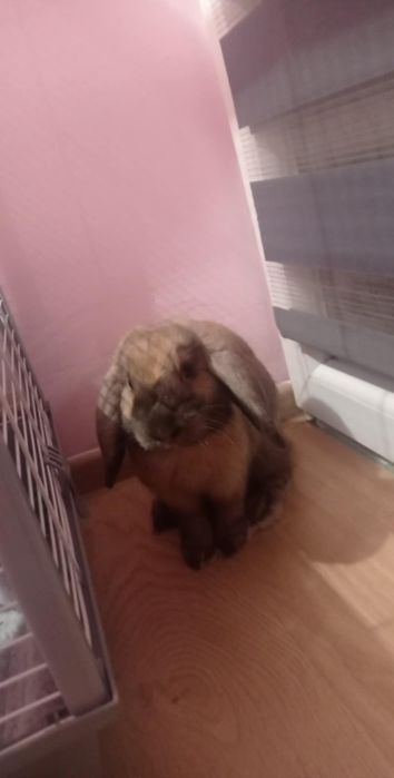Królik mini lop hodowla