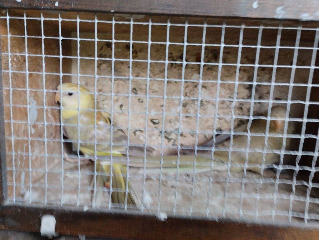 Ptaki kolorowe samice z 25r