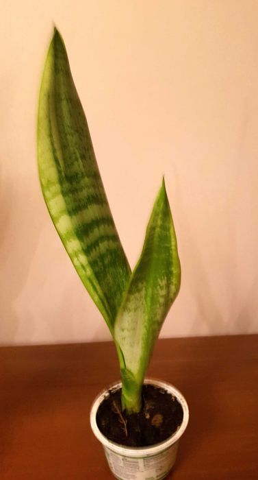 Sansevieria - wężownica- język teściowej