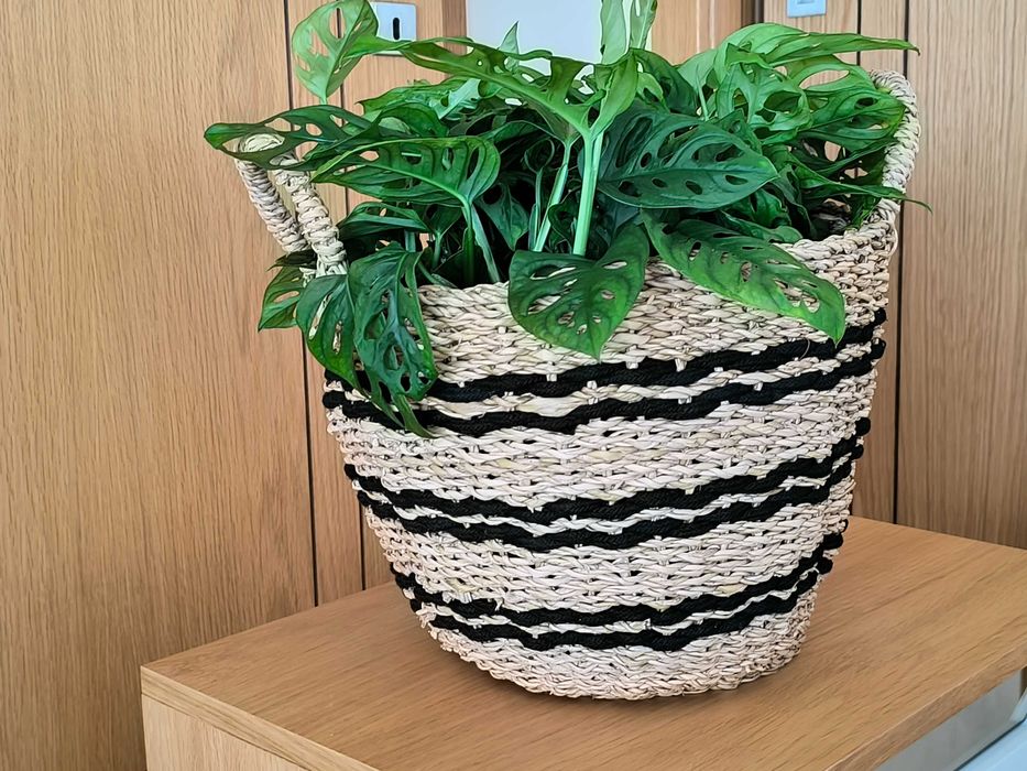 Costela-de-Adão Mini – com Folhagem Densa e Exuberante