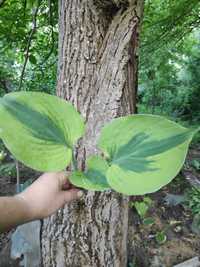 Luna  moth hosta