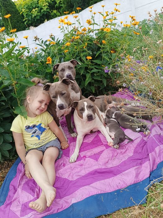 Нова Луна дівчинка просто ніжна перлинка ,розплідник КСУ